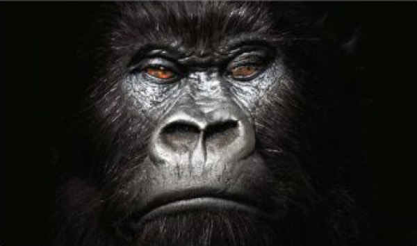 Cadbury Gorilla