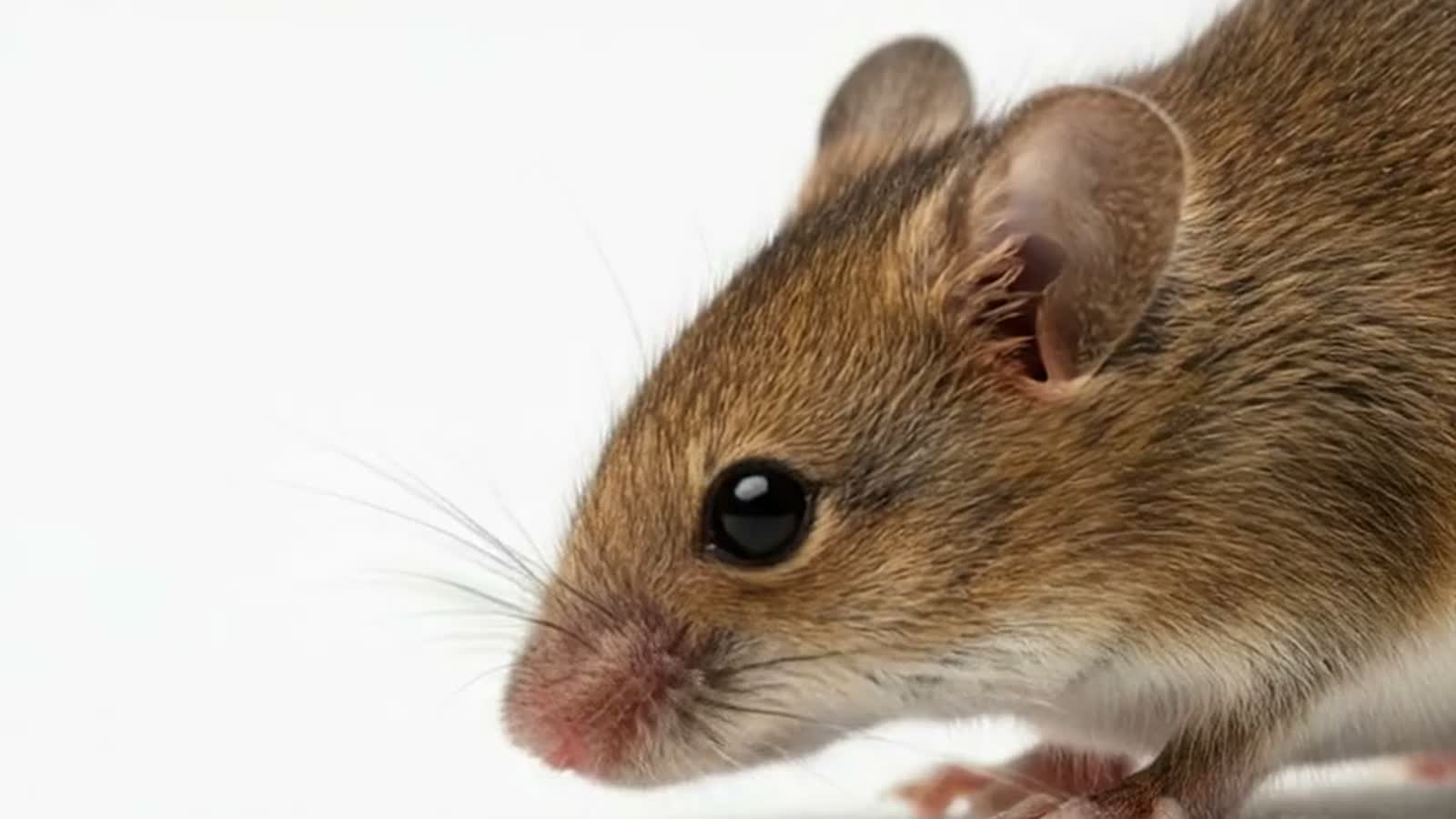 Mice